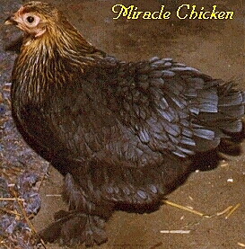 the Miracle Chicken